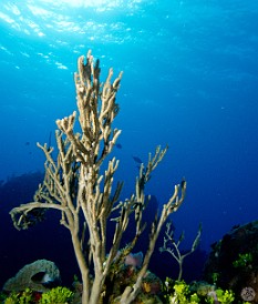 Gorgonians reach towards the sun at Dolphin Point Dropoff Jan 30, 2012 8:13 AM : Diving, Grand Cayman