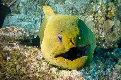 As this Giant Moray aproached even closer, it started kissing the glass faceplate of my camera. Good thing it wasn't as tasty as he initially thought. Next thing I knew, he was kissing the glass faceplate of the camera. I guess it wasn't as tasty as he initially thought.