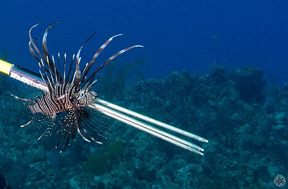 Chris, like almost all divemasters in Grand Cayman, carries a spear that he uses to dispatch any lionfish we happen upon. Typically, we'll encounter 3-4 lionfish during a 45 minute dive. Jan 31, 2012 9:35 AM : Diving, Grand Cayman
