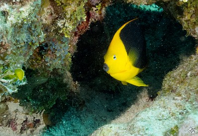 Rock Beauty Jan 31, 2012 9:48 AM : Diving, Grand Cayman