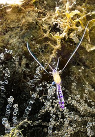 The Pederson Cleaner Shrimp is completely transparent except for its signature purple bands. Here it's crawling across an anemone. Jan 31, 2012 9:54 AM : Diving, Grand Cayman