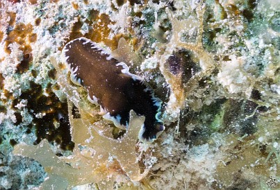 Jan 31, 2012 9:58 AM : Diving, Grand Cayman