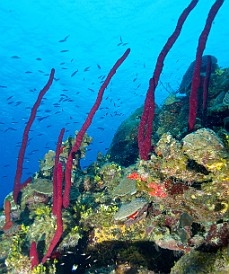 Day 3 of diving started out at Trinity Caves where I snapped these rope sponges Jan 31, 2012 8:09 AM : Diving, Grand Cayman