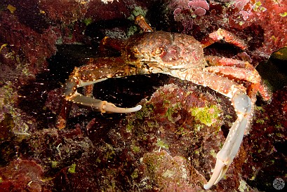 This large Channel Clinging Crab was hiding out in a crevice in the reef Jan 31, 2012 8:24 AM : Diving, Grand Cayman