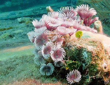 A cluster of Featherduster Worms on the wreck Feb 2, 2012 9:51 AM : Diving, Grand Cayman
