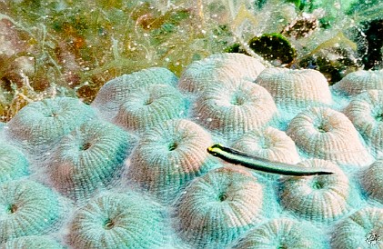 A Cleaning Goby perched on a brain coral Feb 2, 2012 10:04 AM : Diving, Grand Cayman