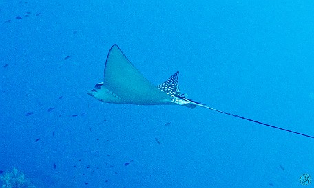 One of two spotted eagle rays we saw above the Doc Poulson Feb 2, 2012 10:20 AM : Diving, Grand Cayman