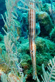 Trumpetfish doing its usual "if I stay vertical near these tall gorgonians, maybe noone will notice me" routine Feb 2, 2012 10:20 AM : Diving, Grand Cayman