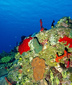 The reef system at Sand Chute started my fourth day of diving Feb 2, 2012 8:08 AM : Diving, Grand Cayman
