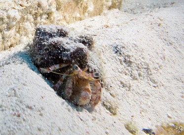 Red Banded Hermit Crab scurried along Feb 2, 2012 8:25 AM : Diving, Grand Cayman
