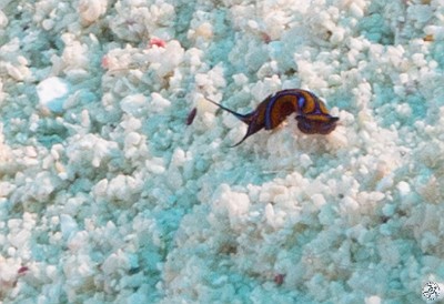 A tiny Leech Headshield Slug at Sand Chute Feb 2, 2012 8:31 AM : Diving, Grand Cayman