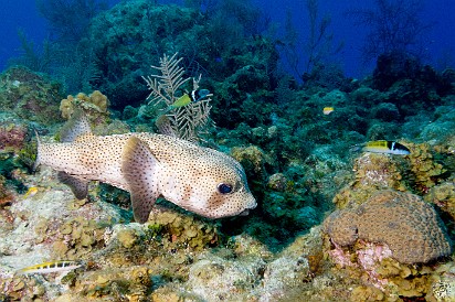 Porcupinefish Feb 2, 2012 8:35 AM : Diving, Grand Cayman