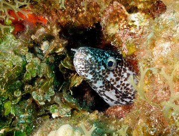 Spotted Moray peeking out from Bonnie's Arch Feb 3, 2012 9:52 AM : Diving, Grand Cayman