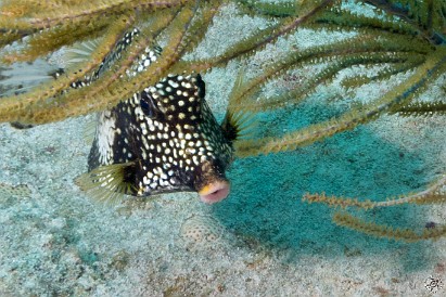 Smooth Trunkfish hiding out among a gorgonian Feb 3, 2012 10:02 AM : Diving, Grand Cayman