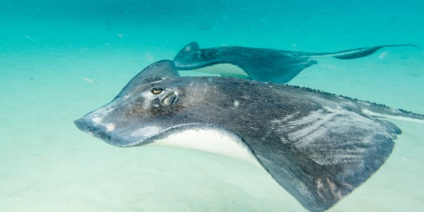 Stingray City