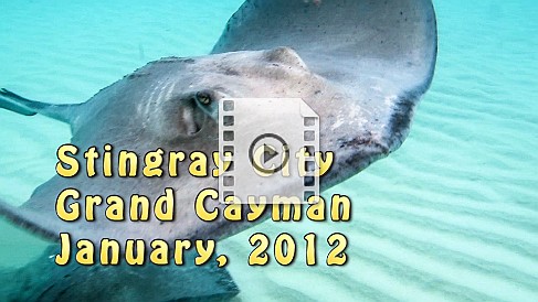 StingrayCity Short video of the stingrays swarming and cruising for handouts