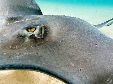 Feb 3, 2012 2:02 PM : Diving, Grand Cayman