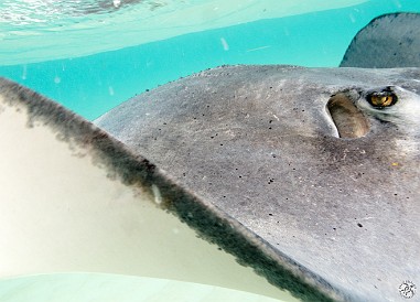 Feb 3, 2012 2:31 PM : Diving, Grand Cayman