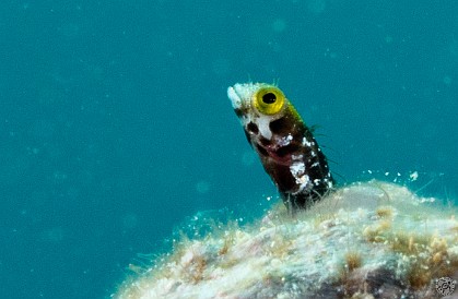 This Spinyhead Blenny poking it's head out of a coral head was so small (less than 1 cm) that I could barely make it out with my old eyes. It took lots of concentration and steadiness to focus on the right thing. Jan 28, 2012 11:28 AM : Diving, Grand Cayman