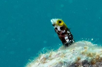 SunsetHouse2012-009 This Spinyhead Blenny poking it's head out of a coral head was so small (less than 1 cm) that I could barely make it out with my old eyes. It took lots of...