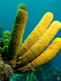 Positioning strobes to the sides to create more texture on the surfaces of the yellow tube sponges than is possible by lighting straight-on. Also, it greatly reduces the backscatter from silt in the water. Jan 28, 2012 11:41 AM : Diving, Grand Cayman