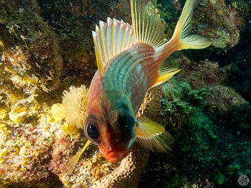 SunsetHouse2012-018 Lighting the squirrelfish from behind to illuminate the fins and add interest. I must say, also quite a challenge to get the eyes as the focus point for the...