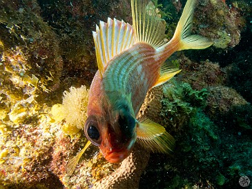 Lighting the squirrelfish from behind to illuminate the fins and add interest. I must say, also quite a challenge to get the eyes as the focus point for the camera. Jan 28, 2012 11:47 AM : Diving, Grand Cayman