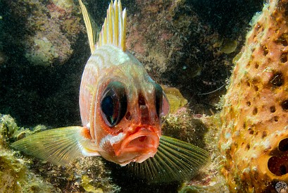 Slightly different strobe positioning, lighting from the side and behind highlights the translucence of the squirrelfish's body and especially the mouth. Jan 28, 2012 11:50 AM : Diving, Grand Cayman