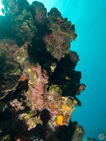 Lighting a rather ordinary coral head from below, with the sun in the background, adds interest and drama. Jan 28, 2012 11:58 AM : Diving, Grand Cayman