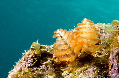 Macro closeup of Christmas Tree Worms with lighting from the side and behind really lights them up. Jan 28, 2012 12:05 PM : Diving, Grand Cayman