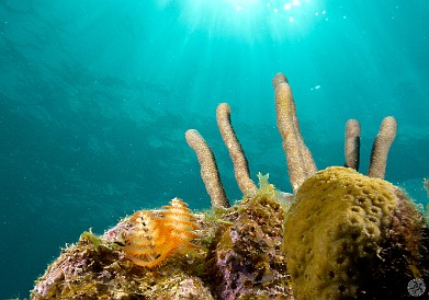 Same Christmas Tree Worms, same lighting from behind, this time from farther away to get the rope sponges and the sun highlights in the photo to add drama. Jan 28, 2012 12:05 PM : Diving, Grand Cayman