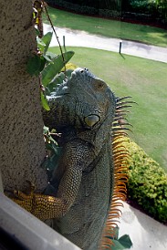 GrandCayman2012-012-1 Walking along a 3rd floor hotel corridor one day, I happened to notice this huge blue iguana climbing up the side of the building and peering in