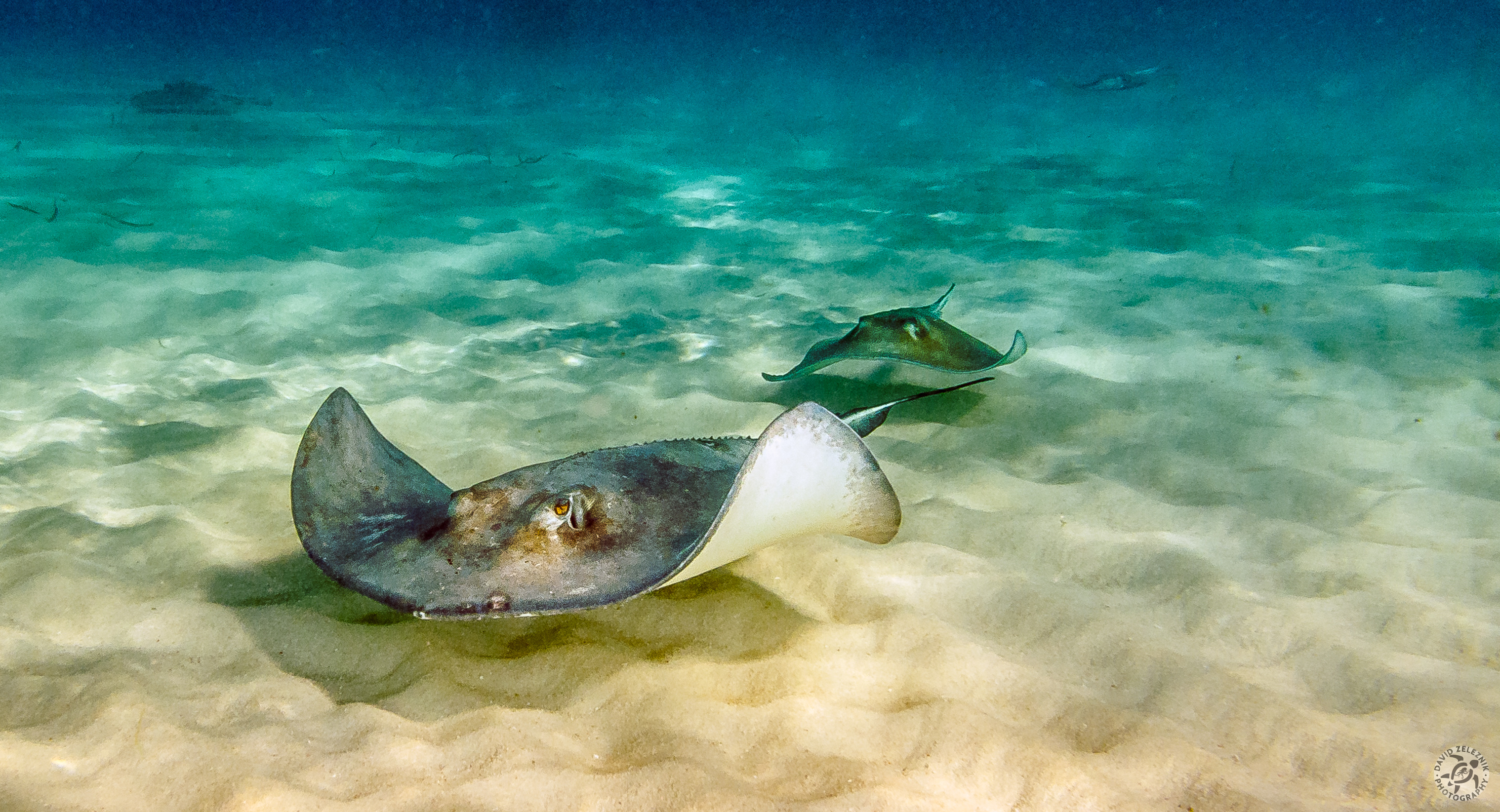 Stingrays in formation for takeoff at Stingray City