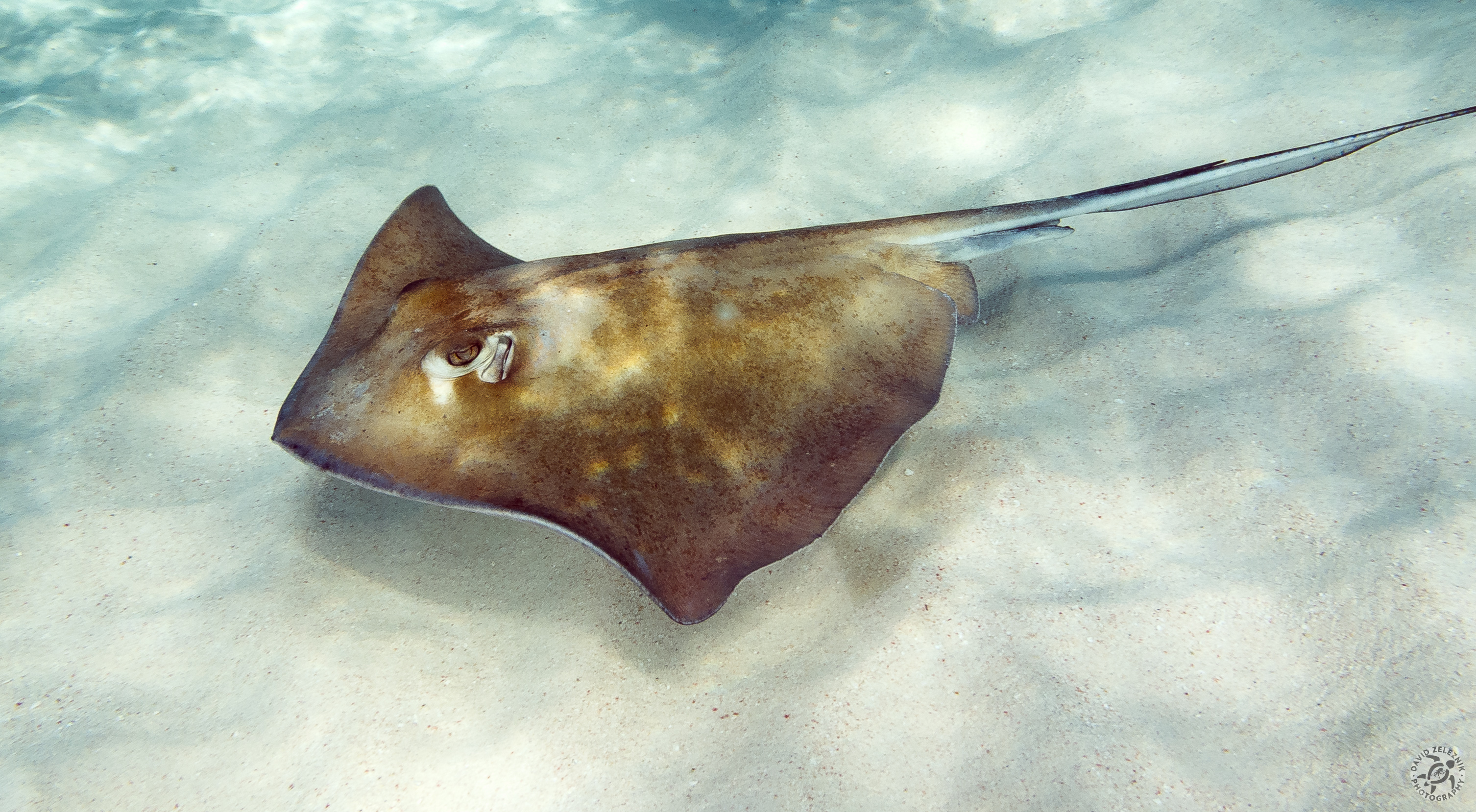 Caribbean Stingray<br/><small>Stingray City, Grand Cayman</small>