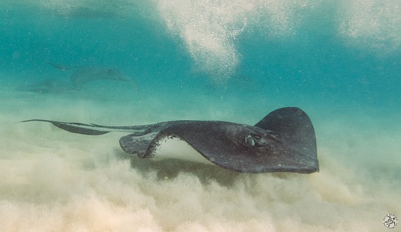 Stingrays at the sandbar at Stingray City Jan 19, 2013 10:16 AM : Diving, Grand Cayman