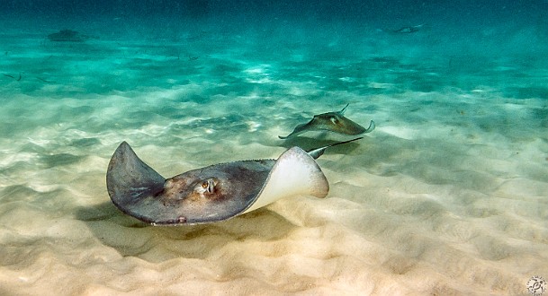 Stingrays in formation for takeoff at Stingray City Stingrays in formation for takeoff