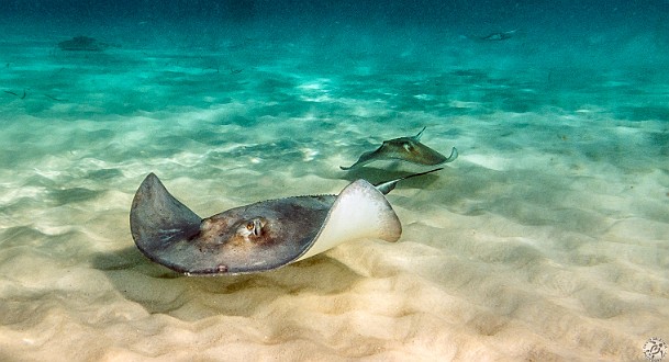 Stingrays in formation for takeoff Jan 19, 2013 10:19 AM : Diving, Grand Cayman, Instagram