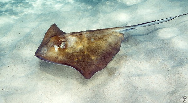 Jan 19, 2013 10:19 AM : Diving, Grand Cayman