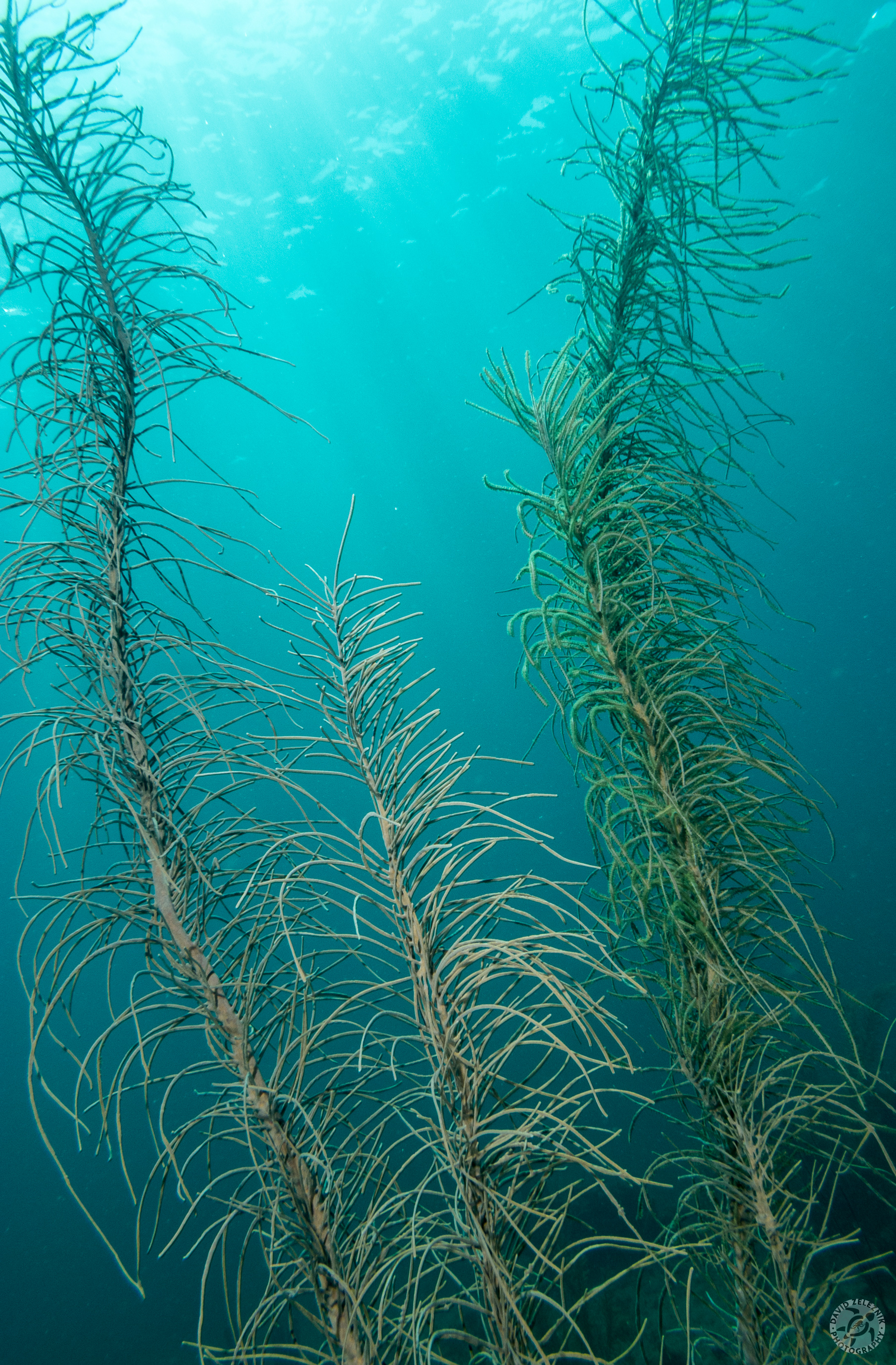 Gorgonians waving in the current<br/><small>Lost Treasure dive site, Grand Cayman</small>