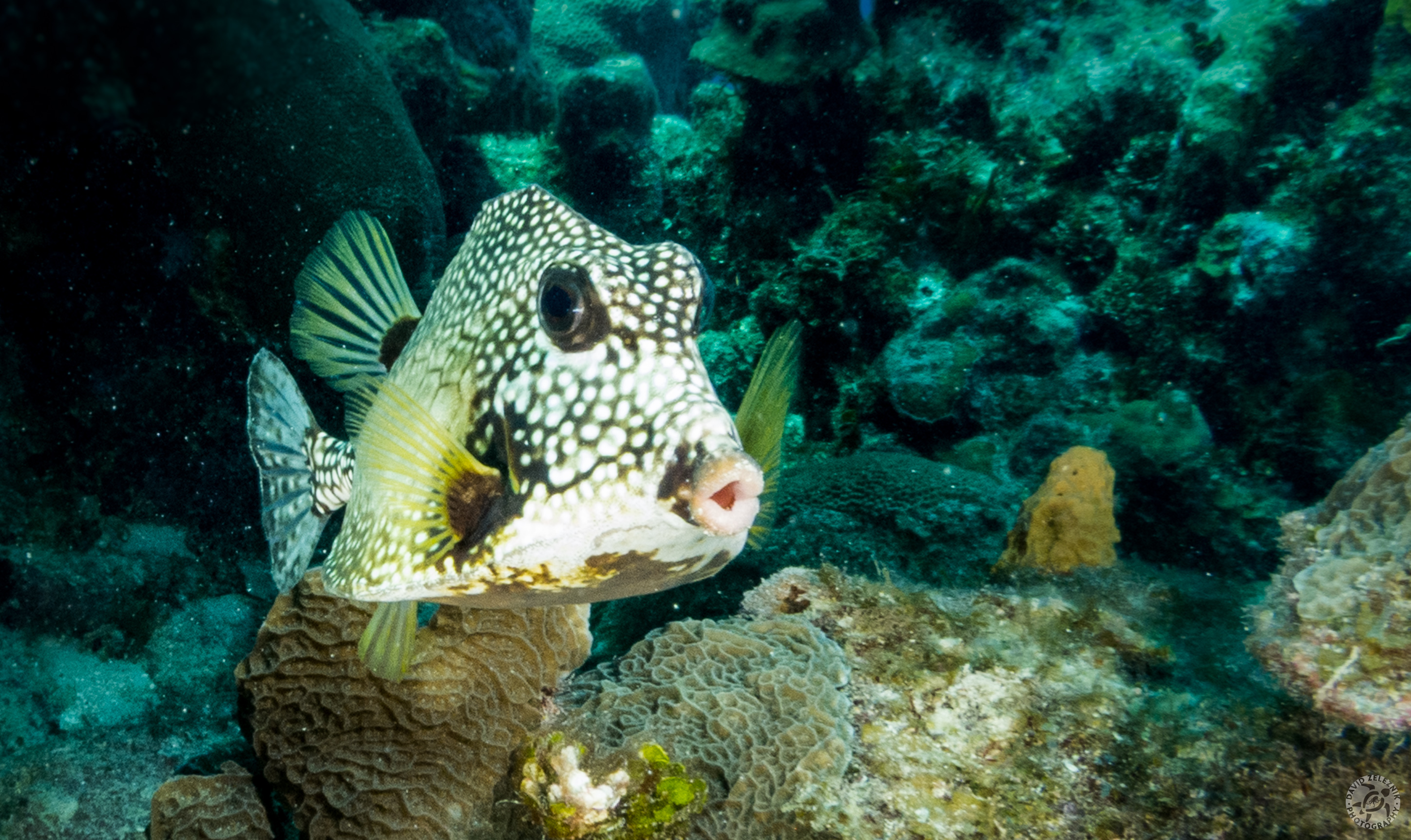 Diving0122-TurtleSchoonerReef-029