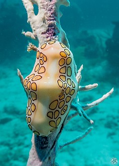 Flamingo Tongue snail on the base of a sea fan Flamingo Tongue snail on the base of a sea fan at the Lost Treasure dive site