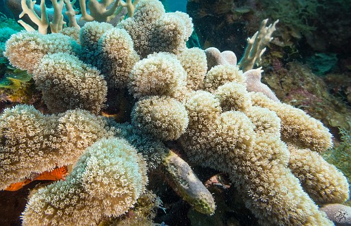 A species of Finger Coral (genus Porites) at Lost Treasure. The tufts are the extended polyps which are typically out during the day. Jan 21, 2013 9:57 AM : Diving, Grand Cayman