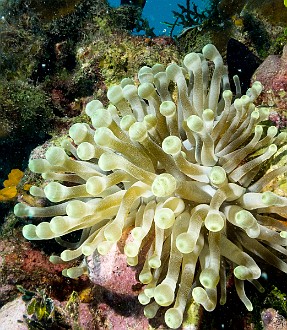 Giant Anemone Lost Treasure dive site, Grand Cayman Another anemone during our second dive at Lost Treasure