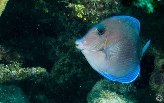 Blue Tang Jan 21, 2013 10:10 AM : Diving, Grand Cayman