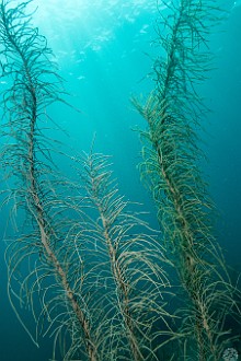 Gorgonians waving in the current at Lost Treasure Jan 21, 2013 10:24 AM : Diving, Grand Cayman