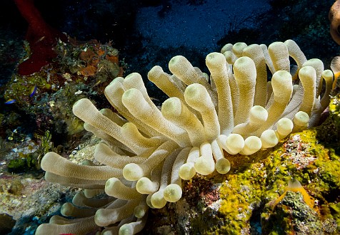 Giant Anemone at Trinity Caves, my first dive Monday morning Jan 21, 2013 8:11 AM : Diving, Grand Cayman