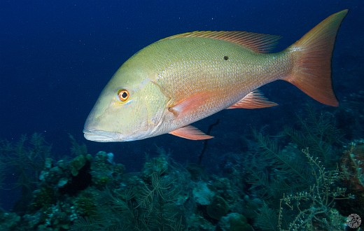 Jan 21, 2013 8:21 AM : Diving, Grand Cayman