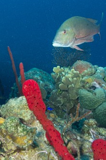 Diving0121-TrinityCaves-012 Mutton Snapper at Trinity Caves