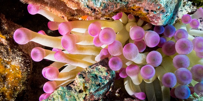 Diving0121-TrinityCaves-013 A purple-tipped anemone, also at Trinity Caves