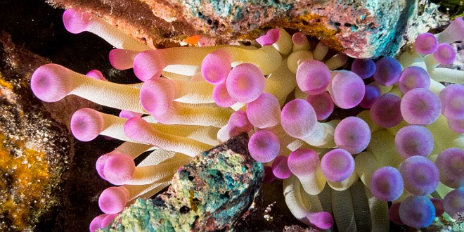 A purple-tipped anemone, also at Trinity Caves Jan 21, 2013 8:25 AM : Diving, Grand Cayman